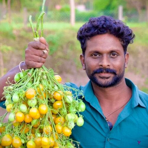 Yellow cluster tomato