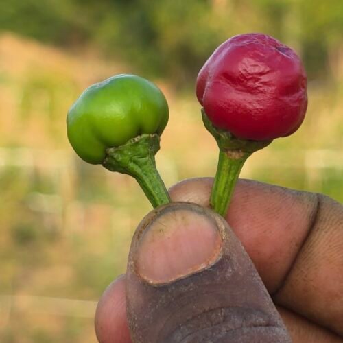 Green pearl chilli (முத்து மிளகாய்)