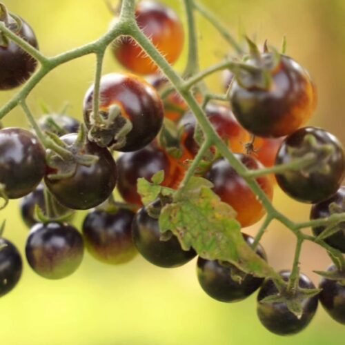 Bluegreen tomato