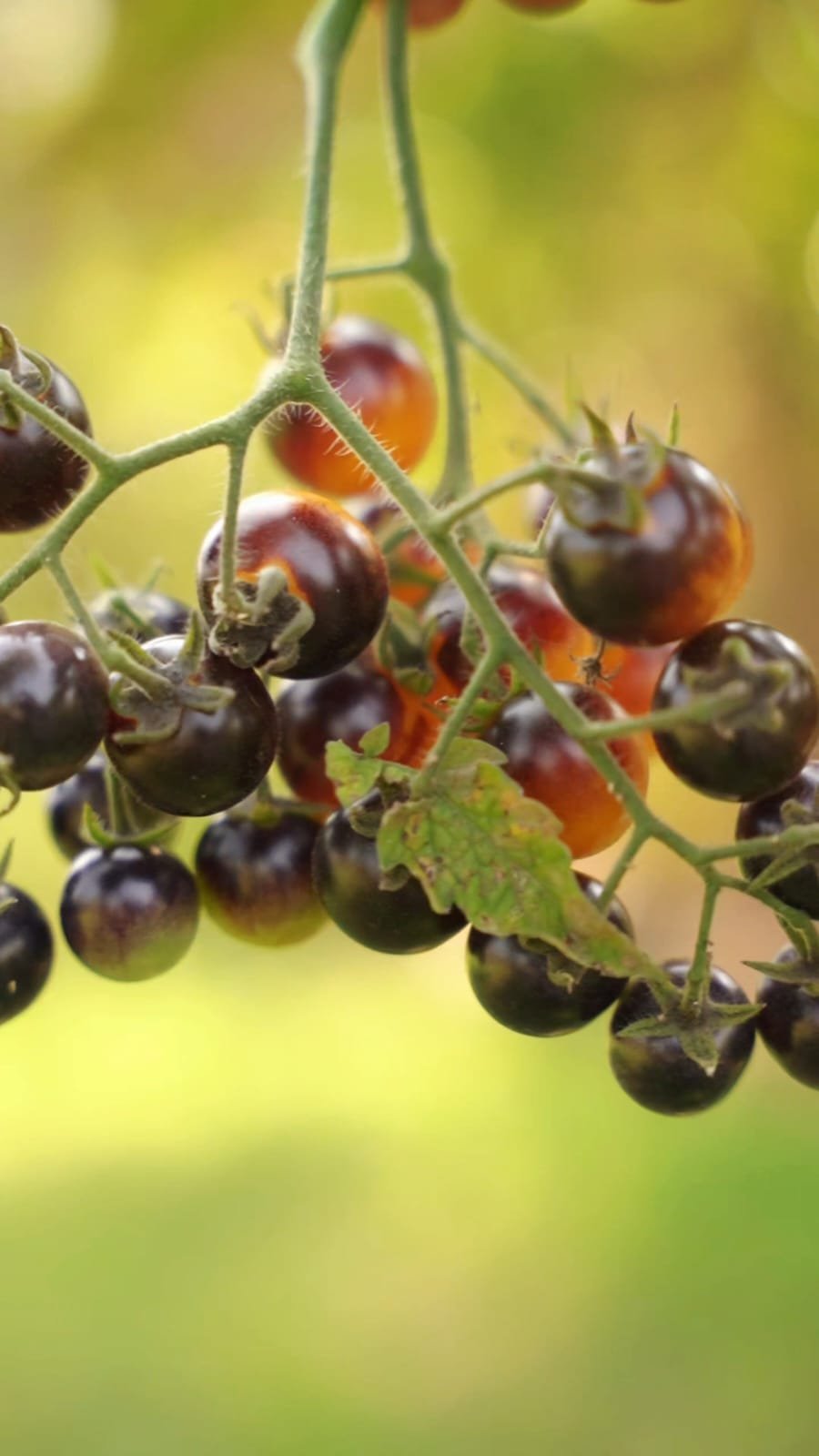 Bluegreen tomato