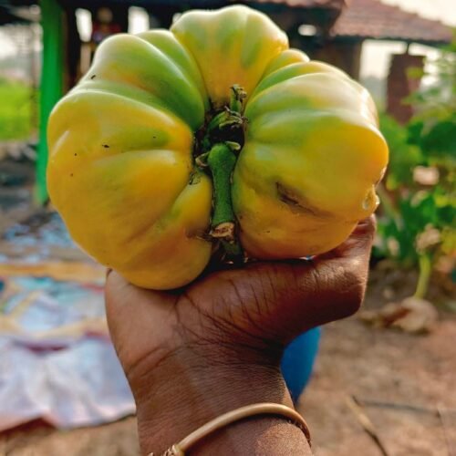 Gaint rainbow tomato