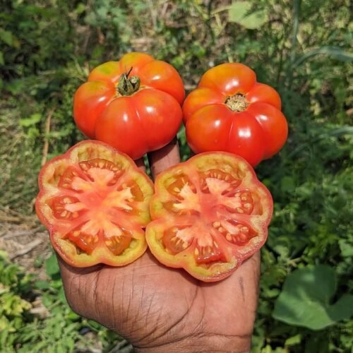 Polur ribbed tomato (போளூர் வரி தக்காளி)