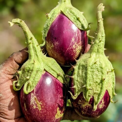 Elavambadi thorn Brinjal (இளவம்பாடி முள்ளுக்கத்திரி)
