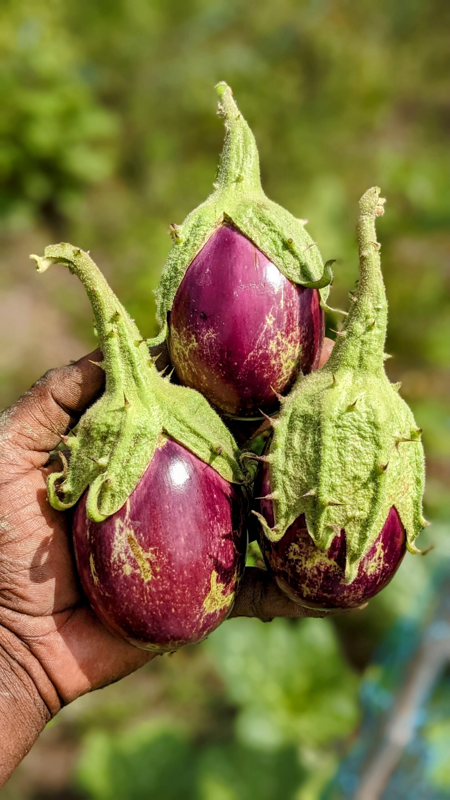 Elavambadi thorn Brinjal (இளவம்பாடி முள்ளுக்கத்திரி)