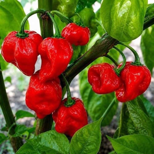 Ghee chilli (fresh edible)